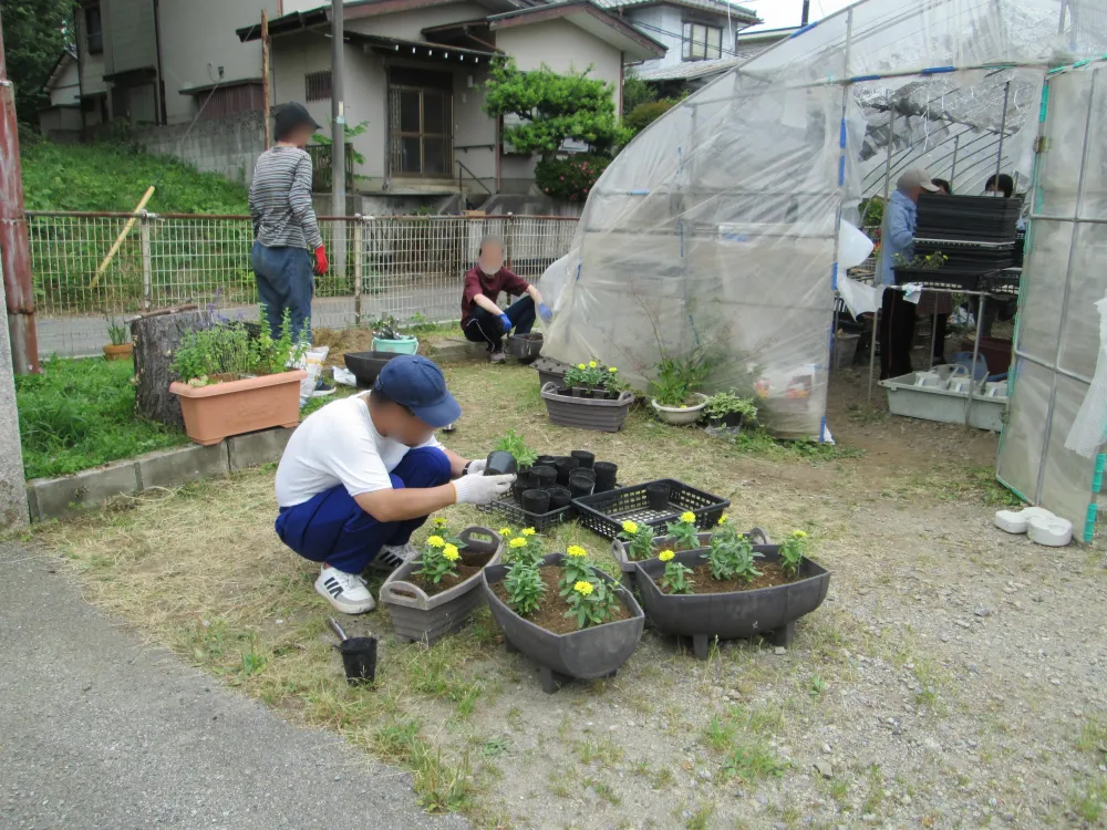 出荷に向けて、花の植え替え作業を行いました（花苗班）_1