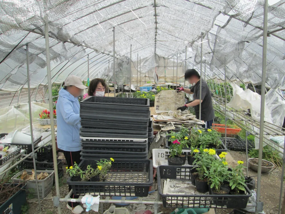 出荷に向けて、花の植え替え作業を行いました（花苗班）_2