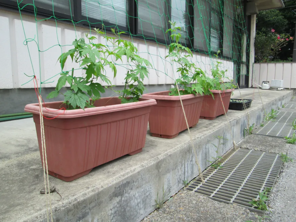 緑のカーテン、すくすく育っています（生活介護）_1
