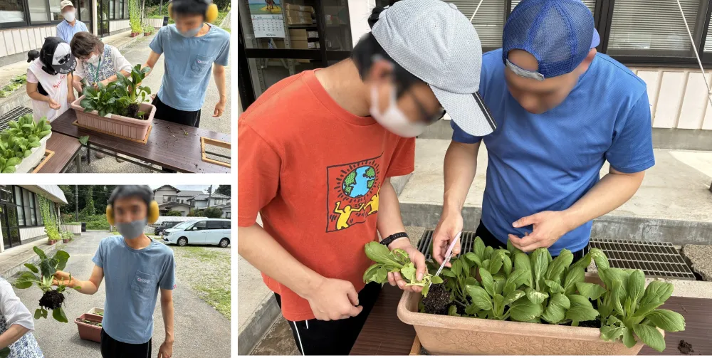 葉物野菜の収穫の様子（花苗班）_2