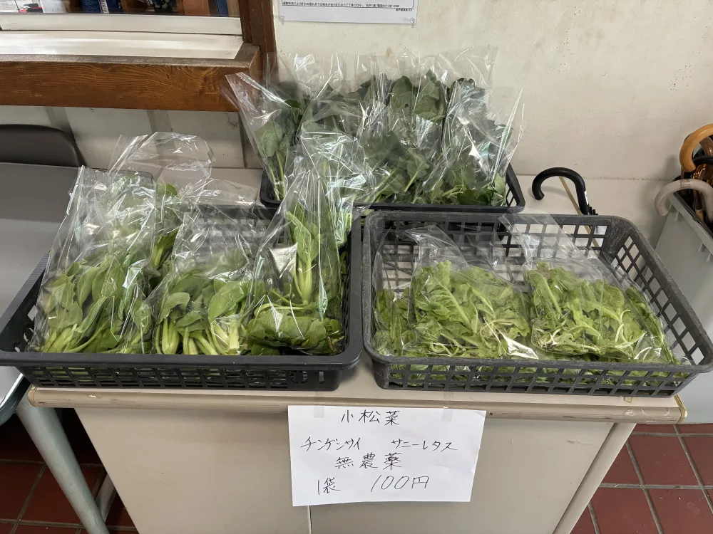 葉物野菜の収穫の様子（花苗班）_3
